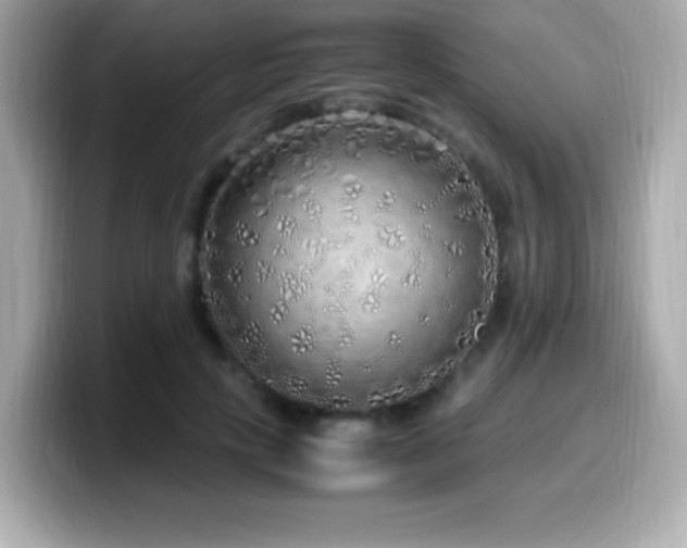 X0000099930649200805231231