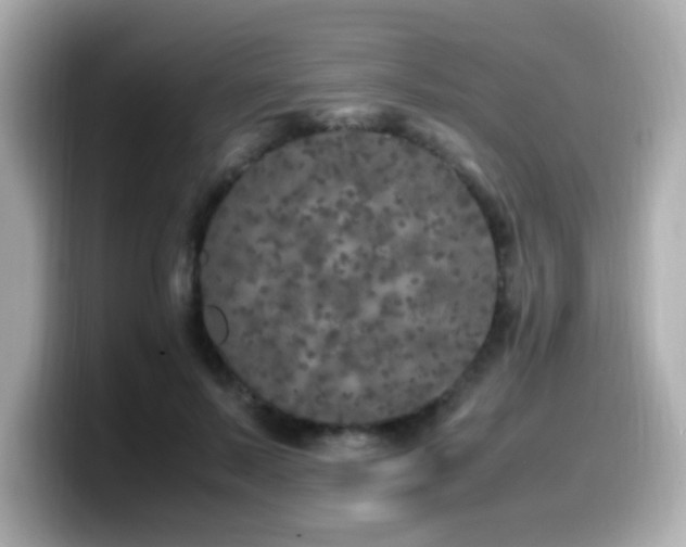 X0000099930695200805231231