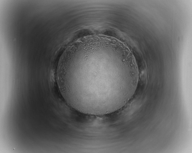 X0000099930772200805231229