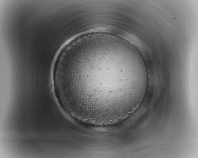 X0000099930792200805231229