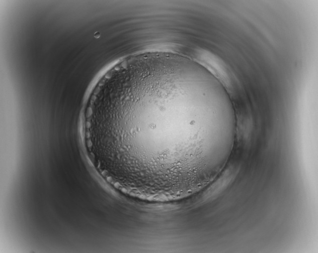 X0000099930804200805231229