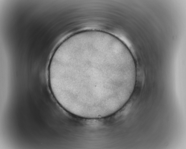 X0000099930807200805231229