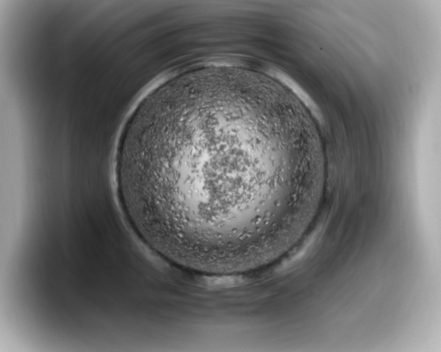X0000099930853200805231229