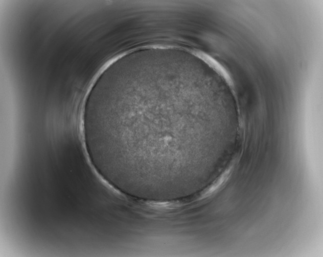 X0000099930855200805231229