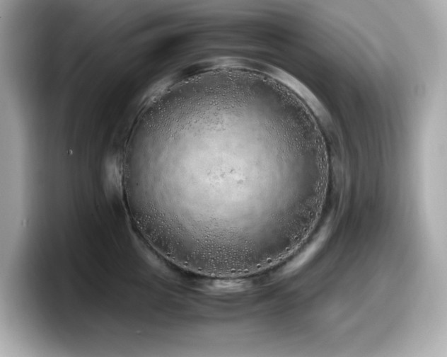 X0000099930857200805231229