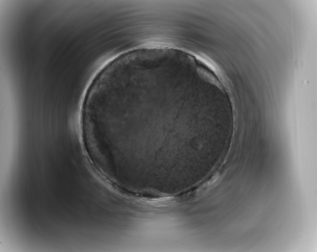 X0000099930864200805231229