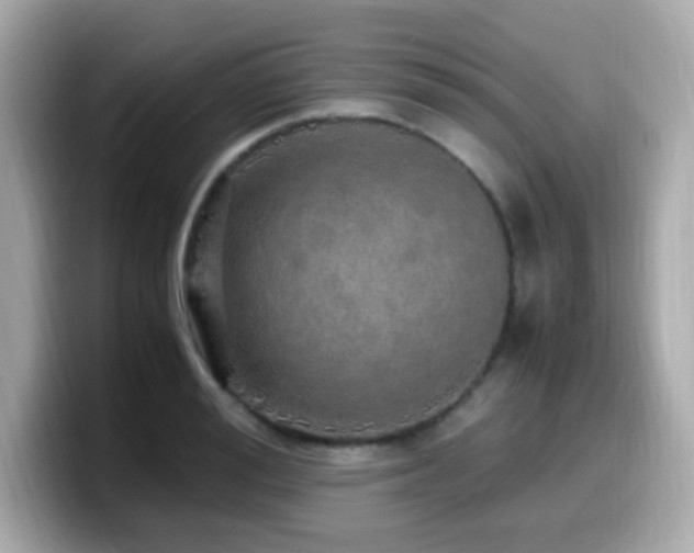 X0000099930988200805231226