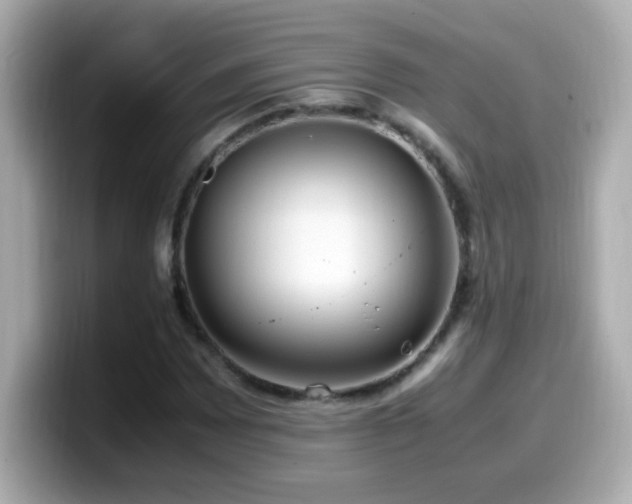 X0000099931065200805231225