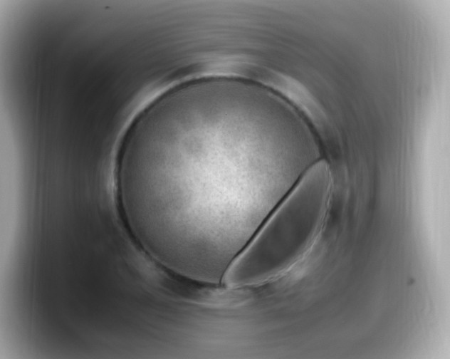 X0000099931077200805231225