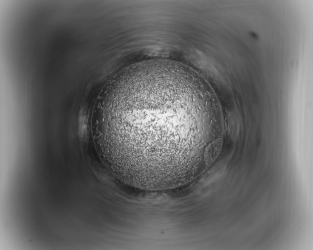 X0000099931154200805231224