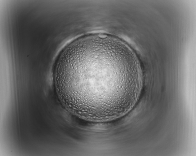 X0000099931167200805231224
