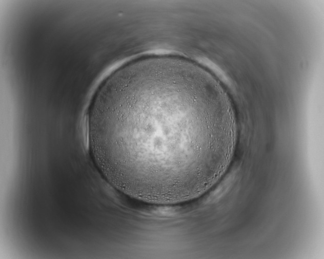 X0000099931175200805231224