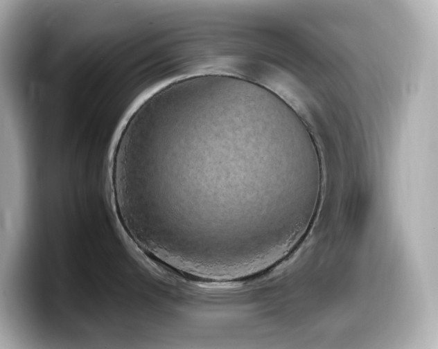X0000099931200200805231223