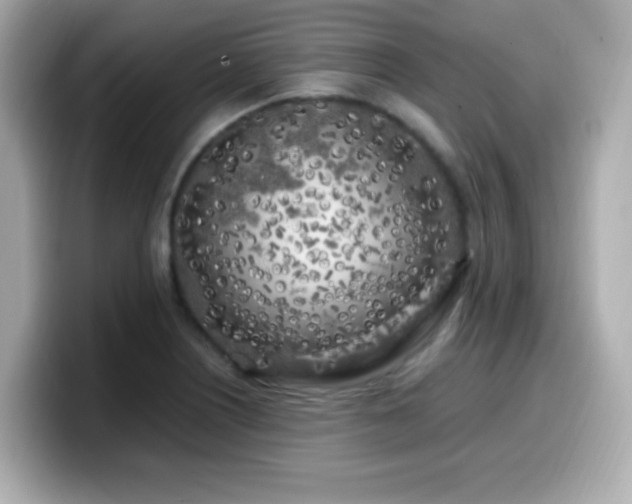 X0000099931226200805231223