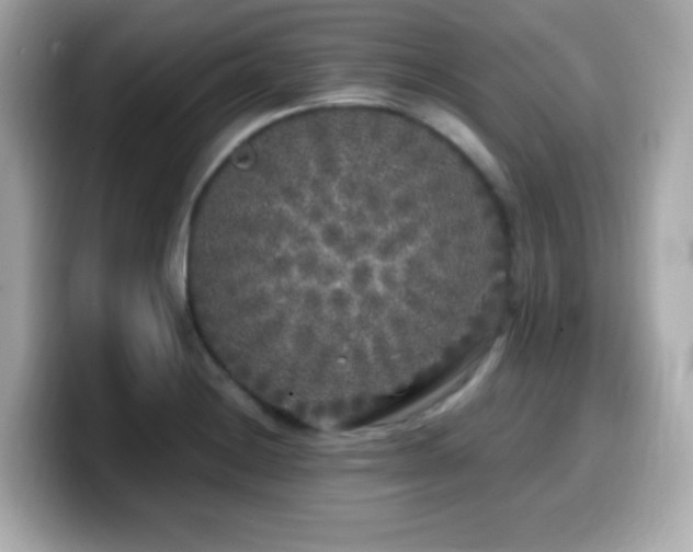 X0000099931228200805231223