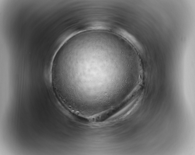 X0000099931236200805231223