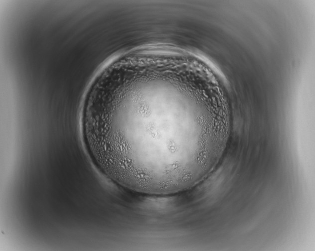 X0000099931237200805231223