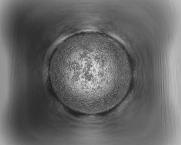 X0000099931359200805231221