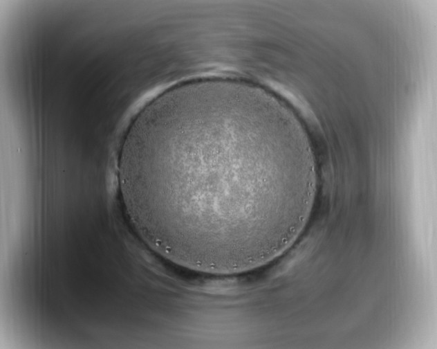 X0000099931363200805231221