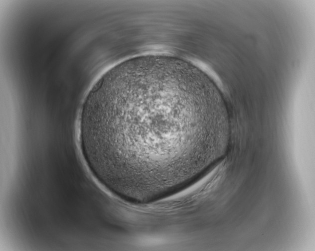 X0000099931383200805231221