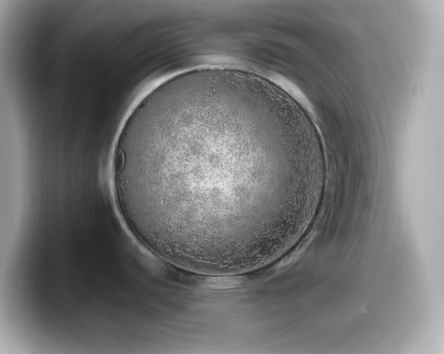 X0000099931440200805231221