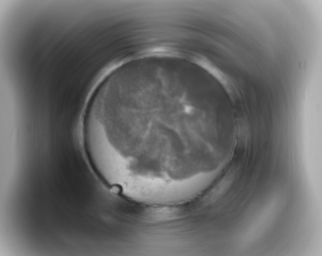 X0000099931474200805231220