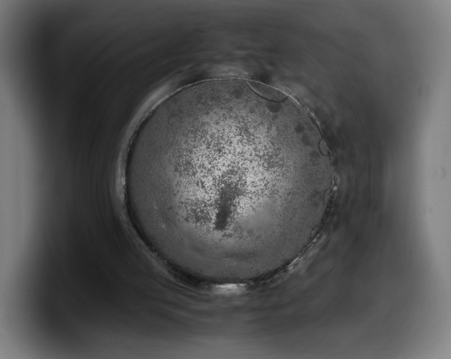 X0000099930053200805301206