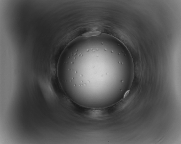 X0000099930085200805301206