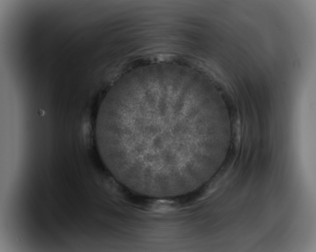 X0000099930222200805301204