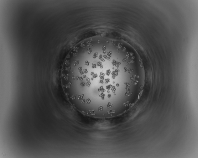 X0000099930271200805301204