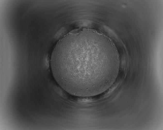 X0000099930282200805301204