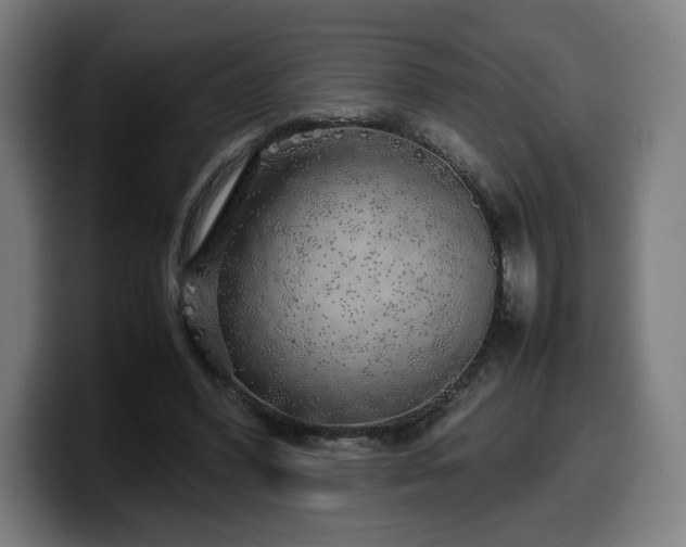 X0000099930396200805301202