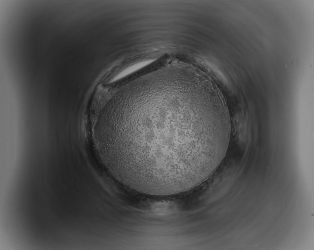 X0000099930400200805301202