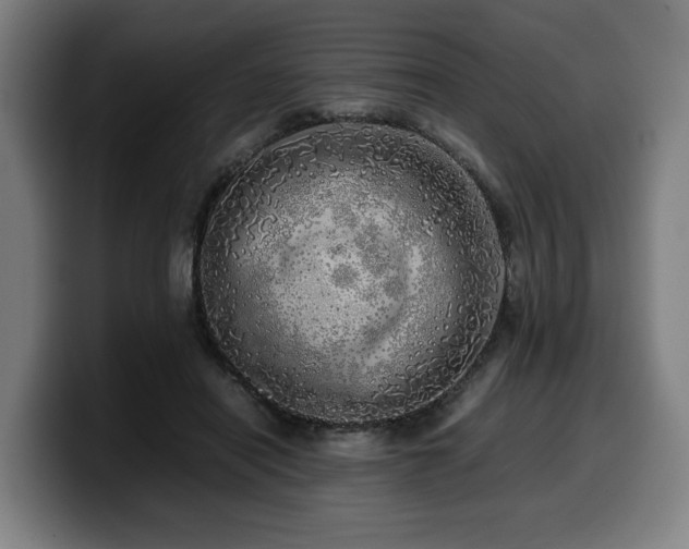 X0000099930454200805301201