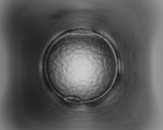 X0000099930483200805301201