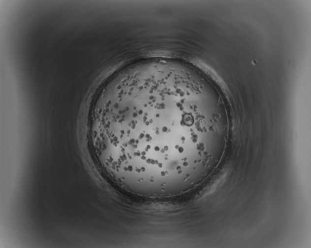 X0000099930529200805301200