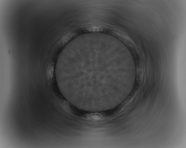 X0000099930652200805301159