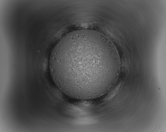 X0000099930656200805301159