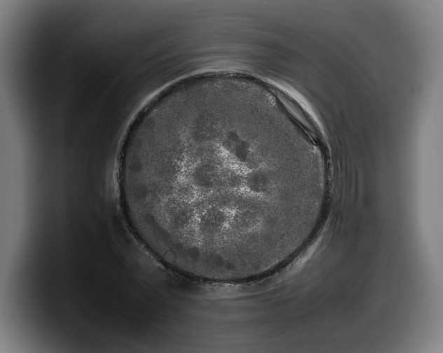 X0000099930783200805301157