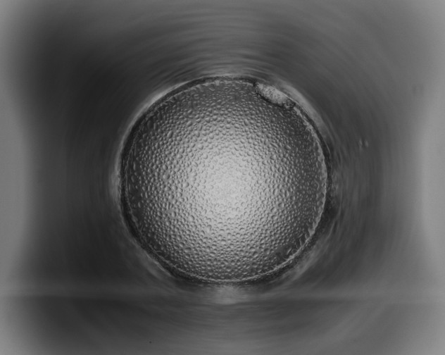 X0000099930787200805301157