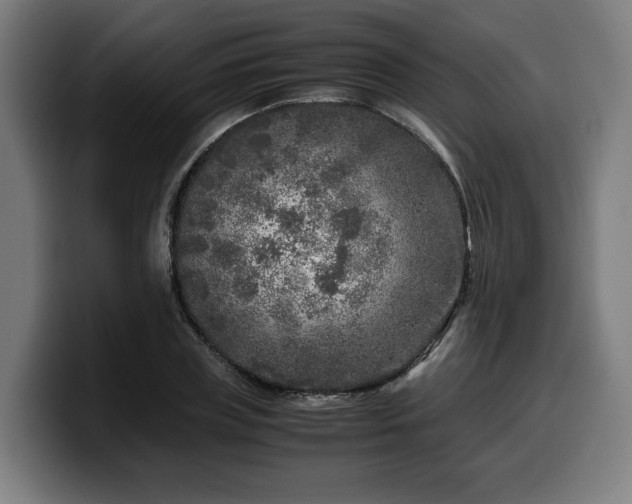 X0000099930835200805301156