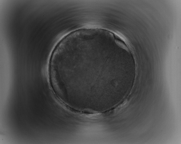 X0000099930864200805301157