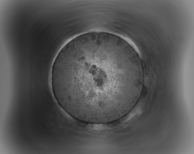 X0000099930903200805301156