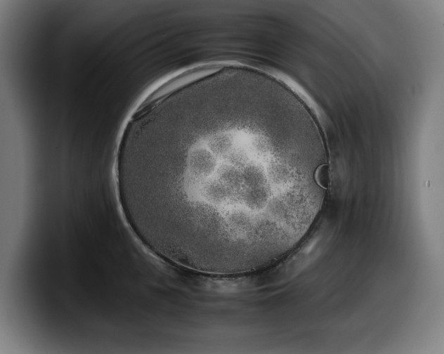 X0000099930951200805301155