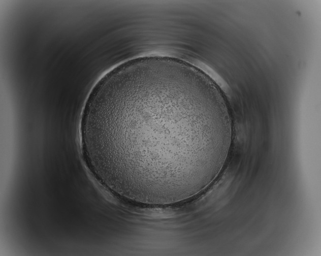 X0000099930980200805301155