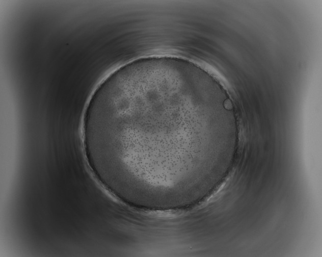 X0000099930990200805301155