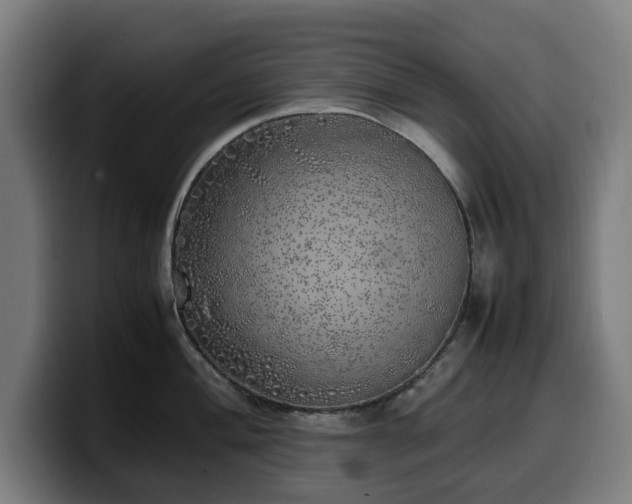 X0000099931004200805301154