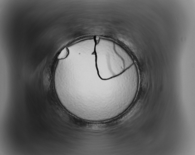 X0000099931163200805301152