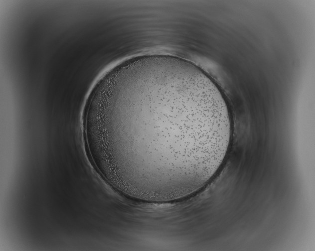 X0000099931184200805301152