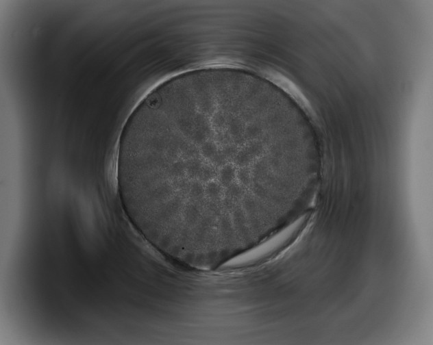 X0000099931228200805301152